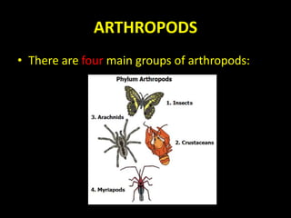 ARTHROPODS
• There are four main groups of arthropods:
 