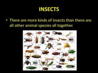 INSECTS
• There are more kinds of insects than there are
all other animal species all together.
 