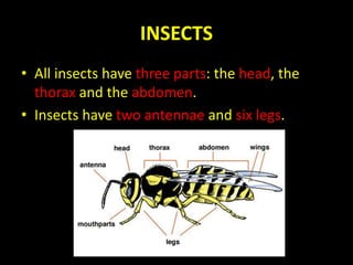 INSECTS
• All insects have three parts: the head, the
thorax and the abdomen.
• Insects have two antennae and six legs.
 