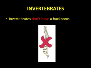 INVERTEBRATES
• Invertebrates don’t have a backbone.
 
