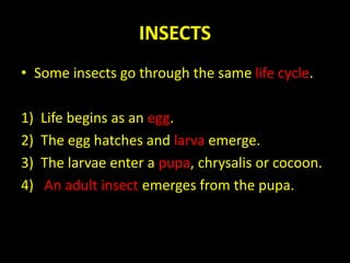 INSECTS
• Some insects go through the same life cycle.
1) Life begins as an egg.
2) The egg hatches and larva emerge.
3) The larvae enter a pupa, chrysalis or cocoon.
4) An adult insect emerges from the pupa.
 
