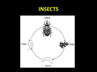 INSECTS
 