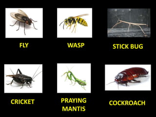 FLY WASP STICK BUG
CRICKET PRAYING
MANTIS
COCKROACH
 
