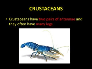 CRUSTACEANS
• Crustaceans have two pairs of antennae and
they often have many legs.
 