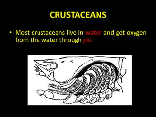 CRUSTACEANS
• Most crustaceans live in water and get oxygen
from the water through gills.
 