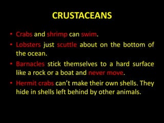CRUSTACEANS
• Crabs and shrimp can swim.
• Lobsters just scuttle about on the bottom of
the ocean.
• Barnacles stick themselves to a hard surface
like a rock or a boat and never move.
• Hermit crabs can’t make their own shells. They
hide in shells left behind by other animals.
 