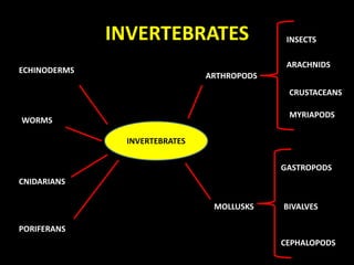 INVERTEBRATES
INVERTEBRATES
ARTHROPODS
MOLLUSKS
WORMS
ECHINODERMS
PORIFERANS
CNIDARIANS
CEPHALOPODS
BIVALVES
GASTROPODS
INSECTS
ARACHNIDS
CRUSTACEANS
INVERTEBRATES
MYRIAPODS
 