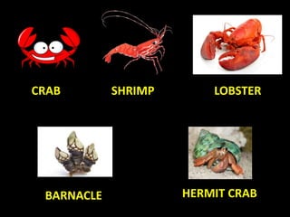 CRAB SHRIMP LOBSTER
BARNACLE HERMIT CRAB
 