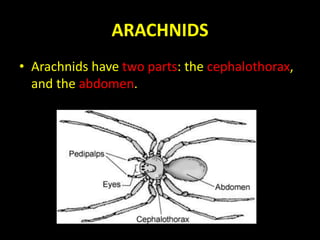 ARACHNIDS
• Arachnids have two parts: the cephalothorax,
and the abdomen.
 