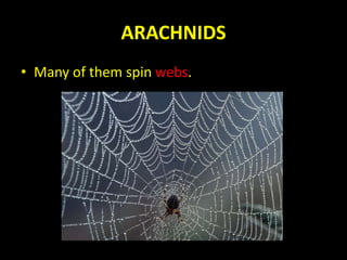 ARACHNIDS
• Many of them spin webs.
 