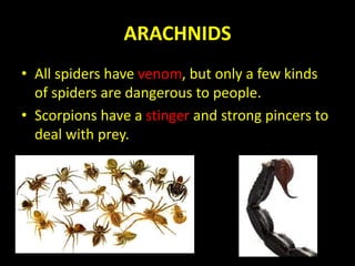 ARACHNIDS
• All spiders have venom, but only a few kinds
of spiders are dangerous to people.
• Scorpions have a stinger and strong pincers to
deal with prey.
 