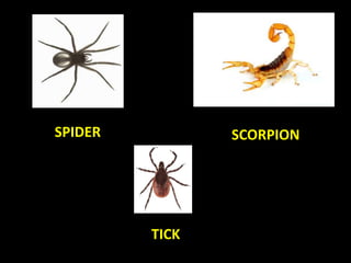 SPIDER SCORPION
TICK
 
