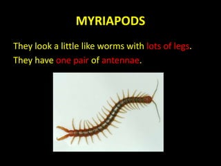 MYRIAPODS
They look a little like worms with lots of legs.
They have one pair of antennae.
 
