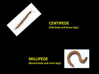 CENTIPEDE
(Flat body and fewer legs)
MILLIPEDE
(Round body and more legs)
 