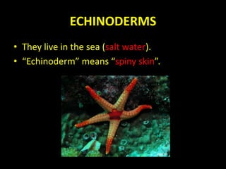 ECHINODERMS
• They live in the sea (salt water).
• “Echinoderm” means “spiny skin”.
 