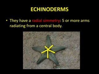 ECHINODERMS
• They have a radial simmetry: 5 or more arms
radiating from a central body.
 