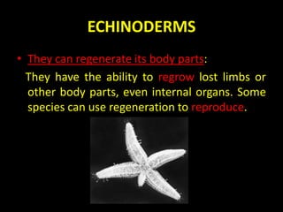 ECHINODERMS
• They can regenerate its body parts:
They have the ability to regrow lost limbs or
other body parts, even internal organs. Some
species can use regeneration to reproduce.
 