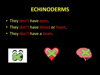 ECHINODERMS
• They don’t have eyes.
• They don’t have blood or heart.
• They don’t have a brain.
 