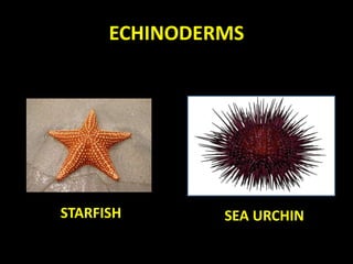 ECHINODERMS
STARFISH SEA URCHIN
 