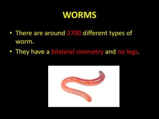 WORMS
• There are around 2700 different types of
worm.
• They have a bilateral simmetry and no legs.
 