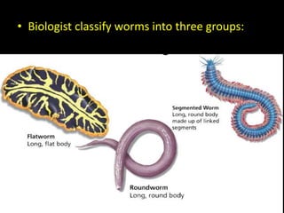 • Biologist classify worms into three groups:
 