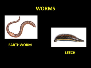 WORMS
EARTHWORM
LEECH
 