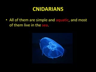 CNIDARIANS
• All of them are simple and aquatic, and most
of them live in the sea.
 