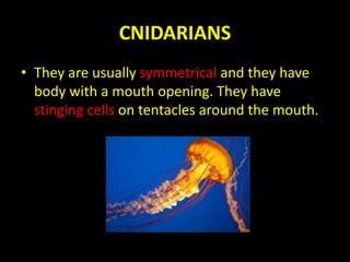 CNIDARIANS
• They are usually symmetrical and they have
body with a mouth opening. They have
stinging cells on tentacles around the mouth.
 