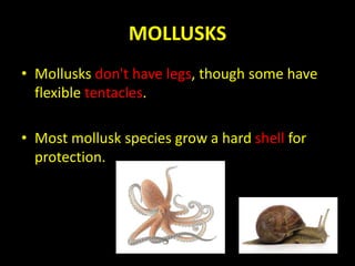 MOLLUSKS
• Mollusks don't have legs, though some have
flexible tentacles.
• Most mollusk species grow a hard shell for
protection.
 