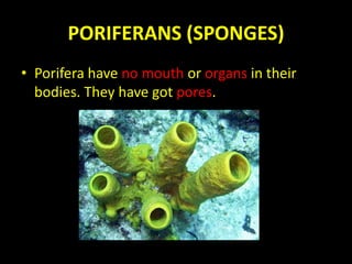 PORIFERANS (SPONGES)
• Porifera have no mouth or organs in their
bodies. They have got pores.
 