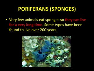 PORIFERANS (SPONGES)
• Very few animals eat sponges so they can live
for a very long time. Some types have been
found to live over 200 years!
 