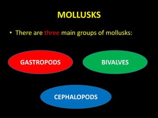 MOLLUSKS
• There are three main groups of mollusks:
GASTROPODS BIVALVES
CEPHALOPODS
 
