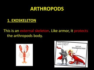 ARTHROPODS
All arthropods have jointed limbs. This means
their arms or legs can flex and bend at joints.
3. JOINTED LIMBS
 
