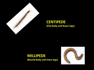 • Biologist classify worms into three groups:
 