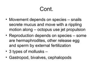 Cont.
• Movement depends on species – snails
secrete mucus and move with a rippling
motion along – octopus use jet propulsion
• Reproduction depends on species – some
are hermaphrodites, other release egg
and sperm by external fertilization
• 3 types of mollusks –
• Gastropod, bivalves, cephalopods
 