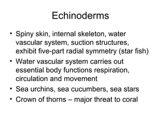 hermaphordites Does this look like rajapuri? (flower pics) - Bananas.org