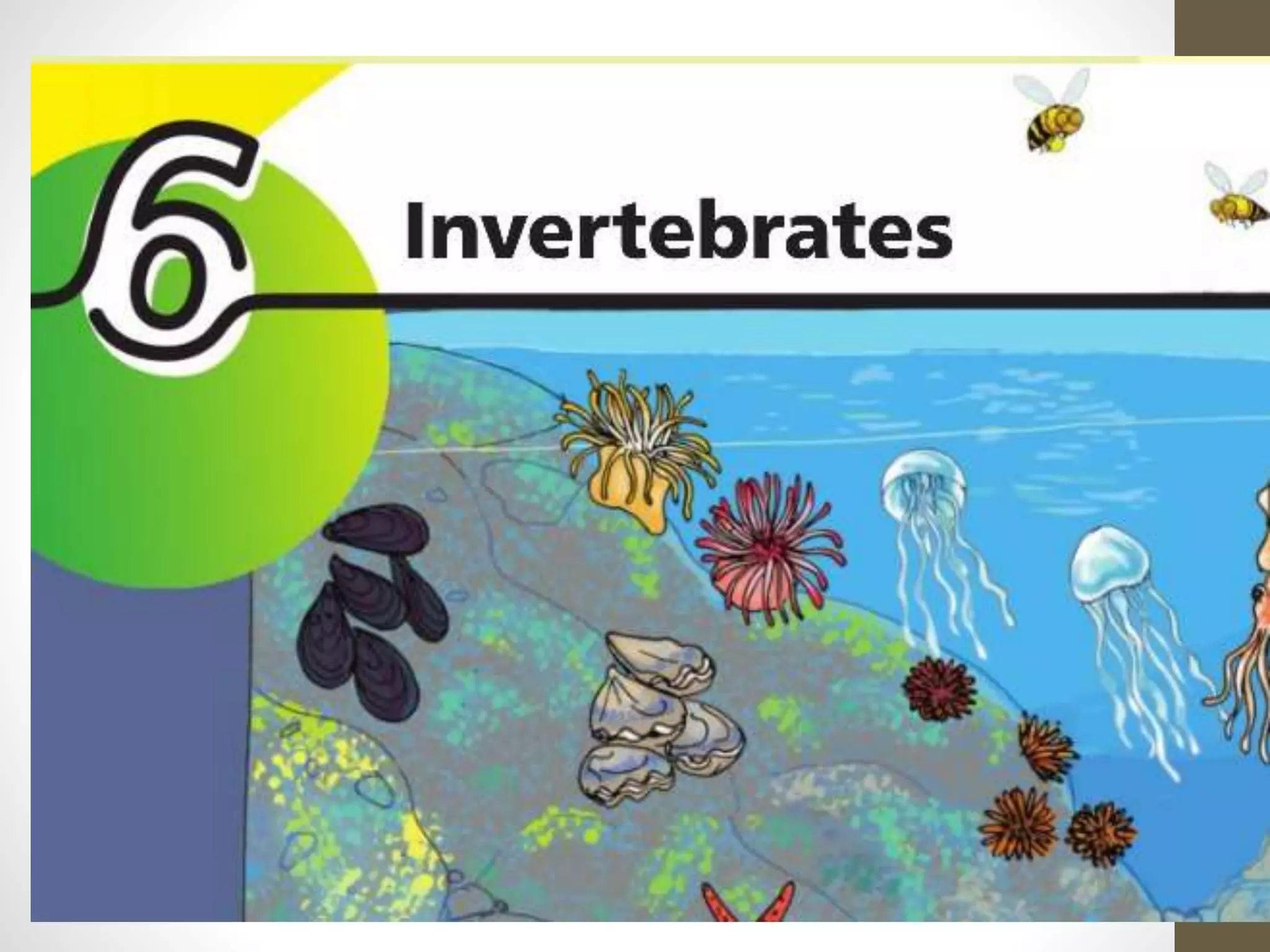Invertebrates | PPTX