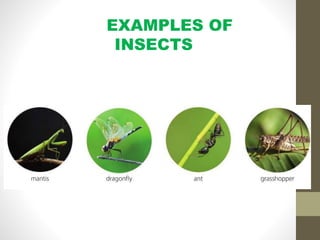 EXAMPLES OF
INSECTS
 