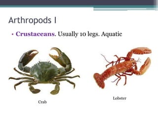 Arthropods I
• Crustaceans. Usually 10 legs. Aquatic
Crab
Lobster
 