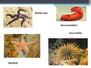 Brittle star
Sea urchin
Starfish
Sea cucumber
 