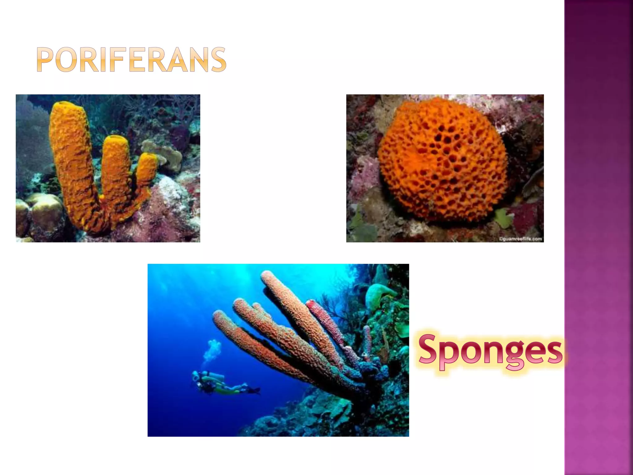 Invertebrates | PPTX