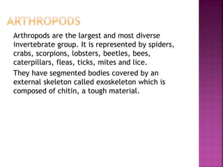 Arthropods are the largest and most diverse
invertebrate group. It is represented by spiders,
crabs, scorpions, lobsters, beetles, bees,
caterpillars, fleas, ticks, mites and lice.
They have segmented bodies covered by an
external skeleton called exoskeleton which is
composed of chitin, a tough material.
 