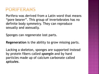 Porifera was derived from a Latin word that means
“pore bearer”. This group of invertebrates has no
definite body symmetry. They can reproduce
sexually and asexually.
Sponges can regenerate lost parts.
Regeneration is the ability to grow missing parts.
Lacking a skeleton, sponges are supported instead
by protein fibers called spongin and by hard
particles made up of calcium carbonate called
spicules.
 
