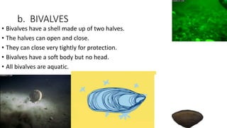 b. BIVALVES
• Bivalves have a shell made up of two halves.
• The halves can open and close.
• They can close very tightly for protection.
• Bivalves have a soft body but no head.
• All bivalves are aquatic.
 
