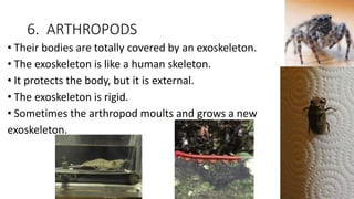 6. ARTHROPODS
• Their bodies are totally covered by an exoskeleton.
• The exoskeleton is like a human skeleton.
• It protects the body, but it is external.
• The exoskeleton is rigid.
• Sometimes the arthropod moults and grows a new
exoskeleton.
 