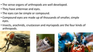 • The sense organs of arthropods are well developed.
• They have antennae and eyes.
• The eyes can be simple or compound.
• Compound eyes are made up of thousands of smaller, simple
eyes.
• Insects, arachnids, crustacean and myriapods are the four kinds of
arthropods.
 