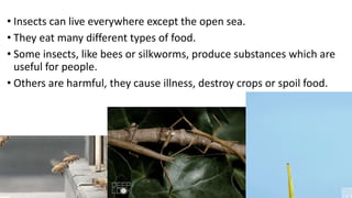 • Insects can live everywhere except the open sea.
• They eat many different types of food.
• Some insects, like bees or silkworms, produce substances which are
useful for people.
• Others are harmful, they cause illness, destroy crops or spoil food.
 