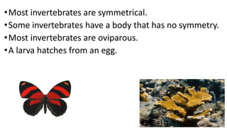 •Most invertebrates are symmetrical.
•Some invertebrates have a body that has no symmetry.
•Most invertebrates are oviparous.
•A larva hatches from an egg.
 