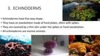 3. ECHINODERMS
• Echinoderms have five-way shape.
• They have an exoskeleton made of hard plates, often with spikes.
• They are covered by a thin skin under the spikes or hard exoskeleton.
• All echinoderms are marine animals.
 