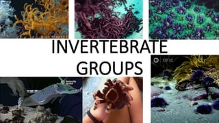 INVERTEBRATE
GROUPS
 
